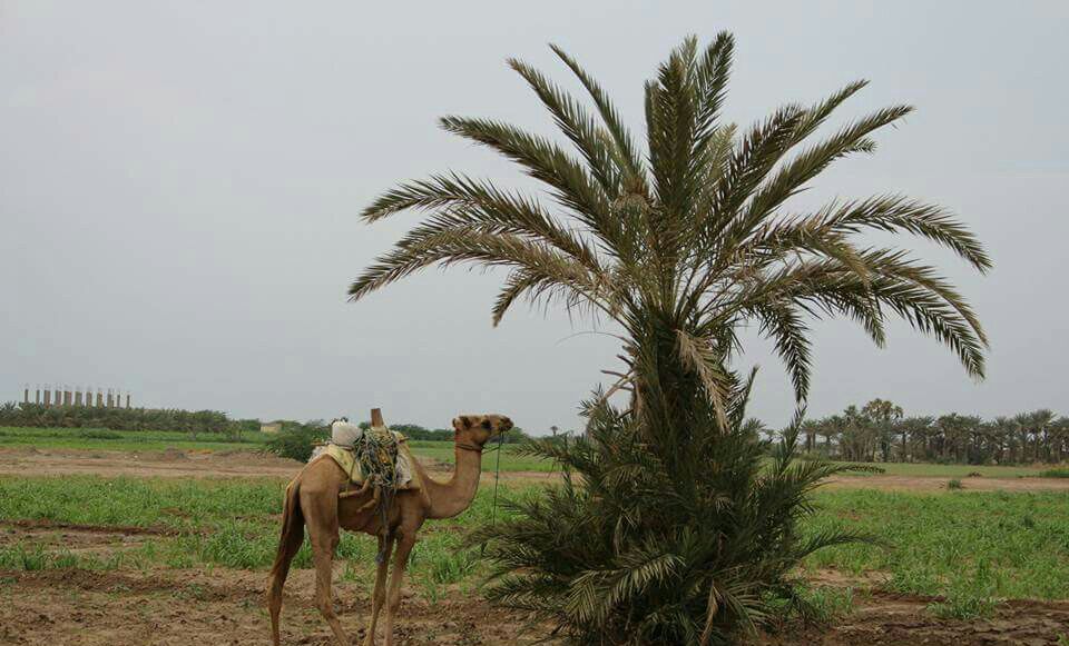 مكتب الساحل التهامي